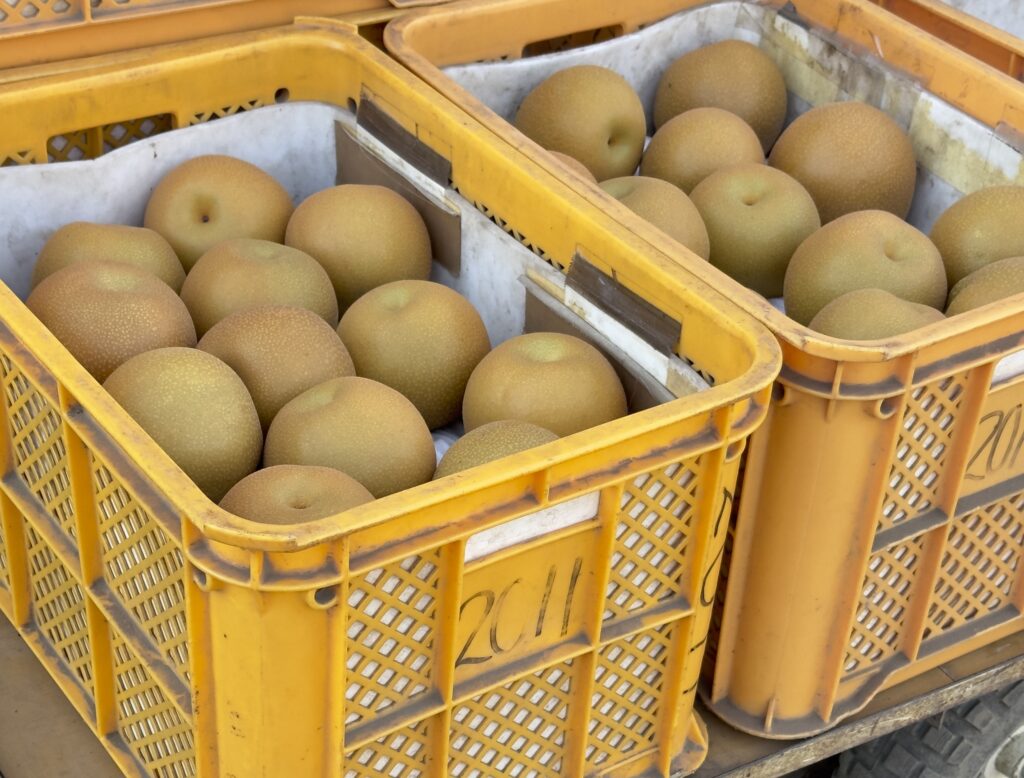 ケースに入る果物