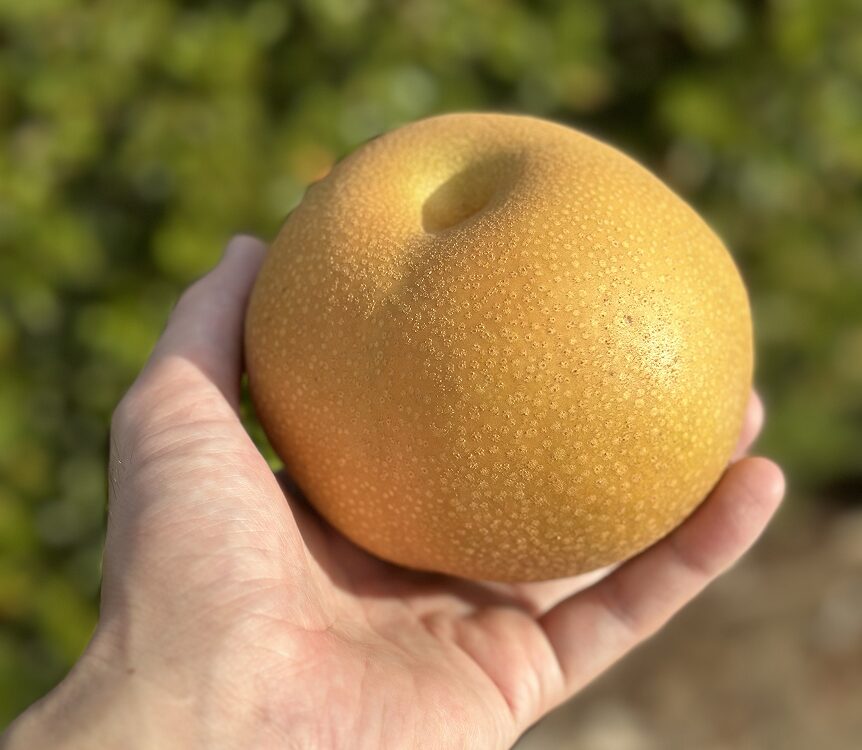 なしを持つ農家の人の手