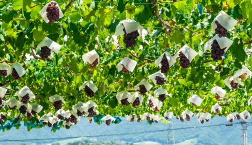 ぶどう畑