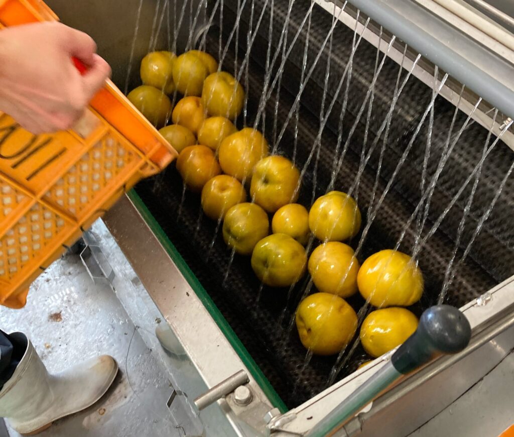 果物を洗う場面